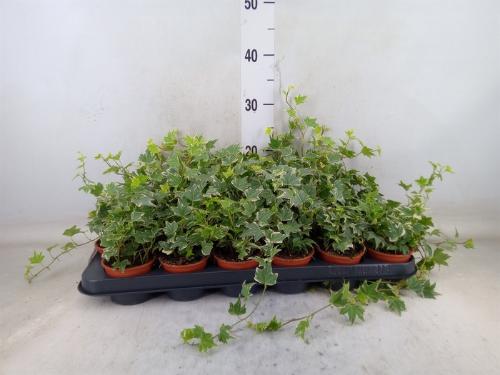 Hedera helix 'White Ripple'