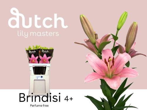 Lilium Longiflorum x Aziatische Grp 'Brindisi'