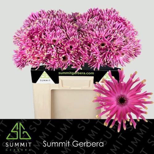 Gerbera grootbloemig krulvormig Pastini Vittoria