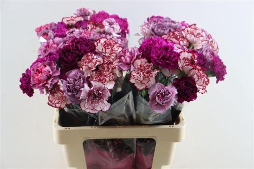 Dianthus standaard gemengd
