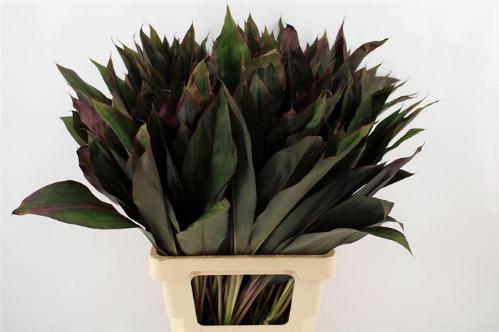 Cordyline fruticosa 'Purple Compacta' (decor)