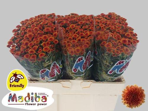 Chrysanthemum (Indicum Grp) tros santini Madiba Orange Tyolo