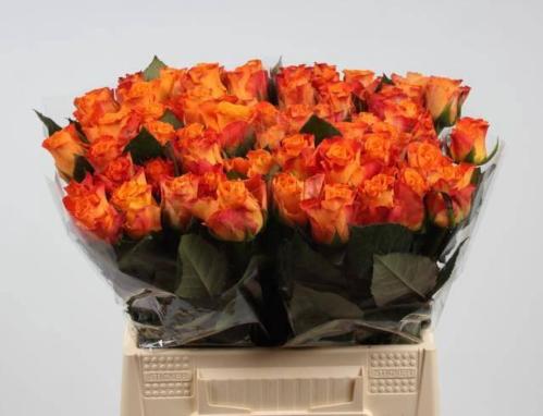 Rosa grootbloemig Mariyo!