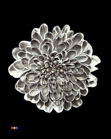 Chrysanthemum Indicum Grp tros kas kleurbehandeld H%