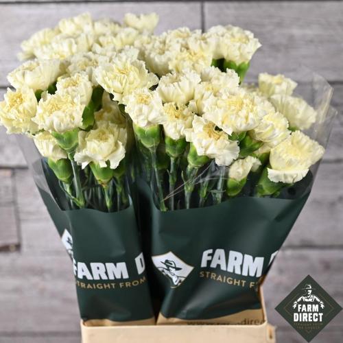 Dianthus standaard overig