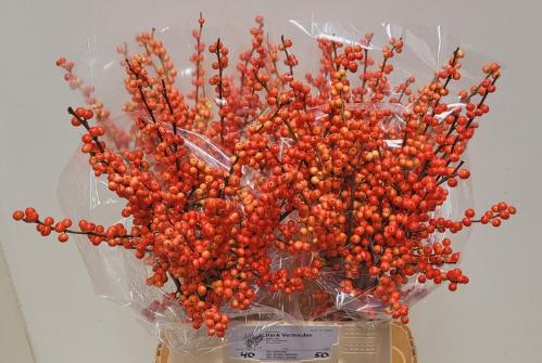 Ilex verticillata Oudijk's Orange