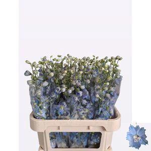Delphinium Elatum Grp dubbelbloemig 'Centurion Skyblue'