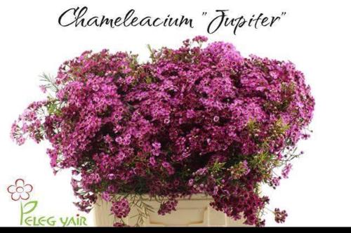 Chamelaucium uncinatum 'Jupiter'