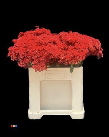 Sedum spectabile kleurbehandeld H%