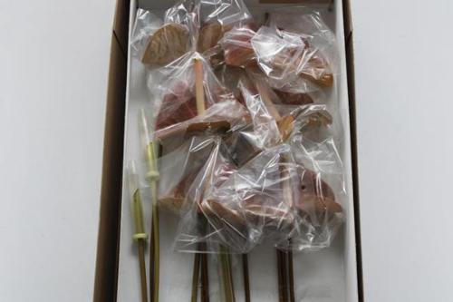 Anthurium (Andreanum Grp) 'Prestige'