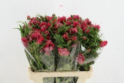 Ranunculus Natura Moderna Energia