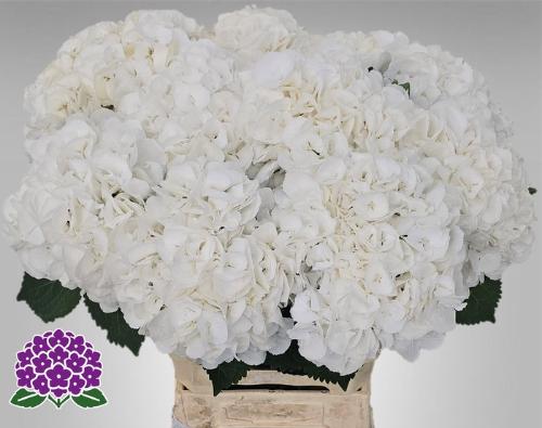 Hydrangea macrophylla Royal Princess