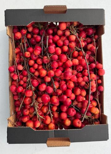 Siervruchten per bak Malus 'Red Sentinel'