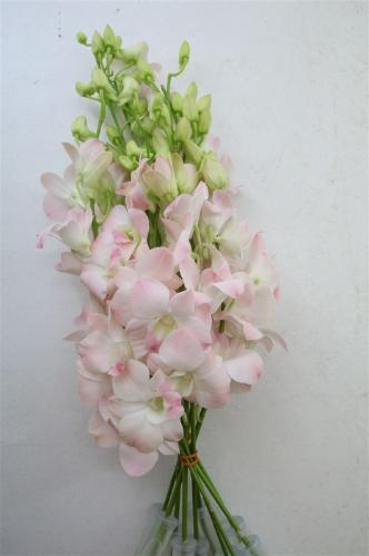 Dendrobium overig