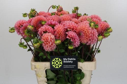Dahlia 'Linda's Baby'