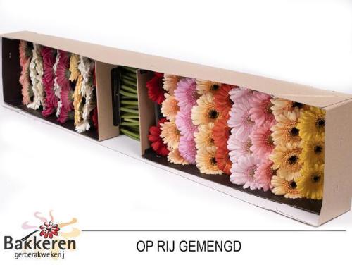 Gerbera mini gemengd op rij