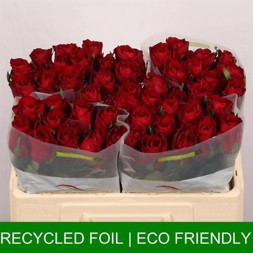 Rosa grootbloemig Madam Red