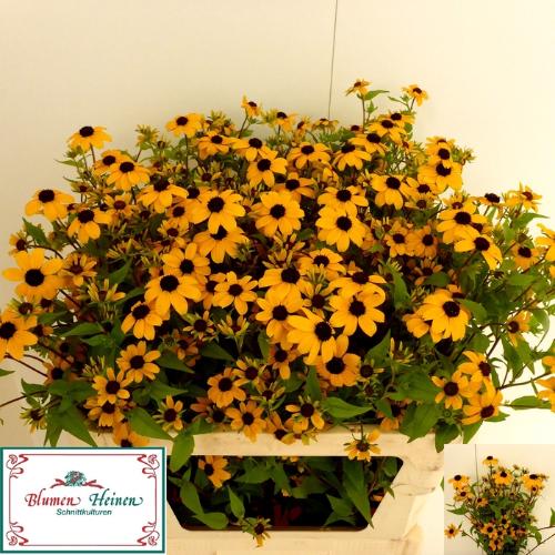 Rudbeckia nitida
