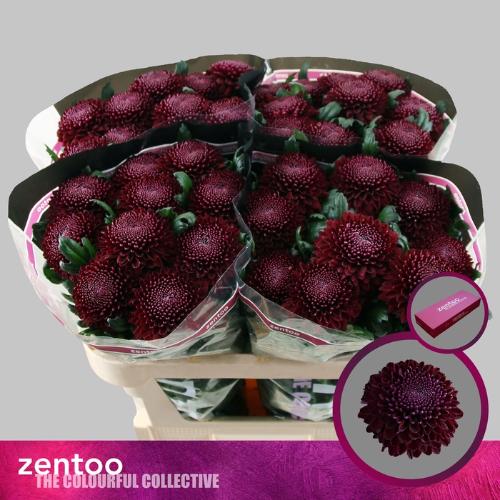 Chrysanthemum (Indicum Grp) geplozen Poker