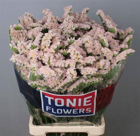 Limonium sinuatum Apricot Sun Birds