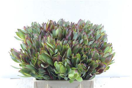 Leucadendron 'Senorita'