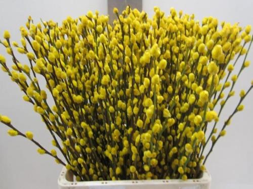 Salix kleurbehandeld H%