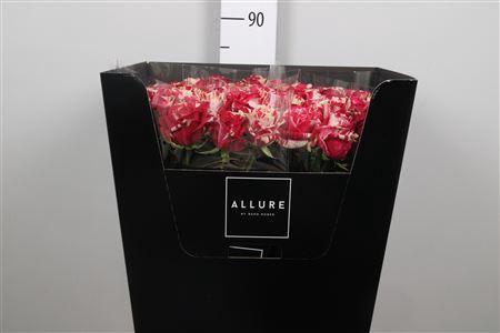 Rosa grootbloemig Harlequin