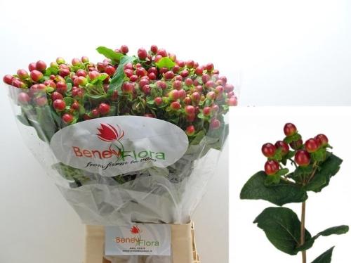Hypericum x inodorum Magical Seasons
