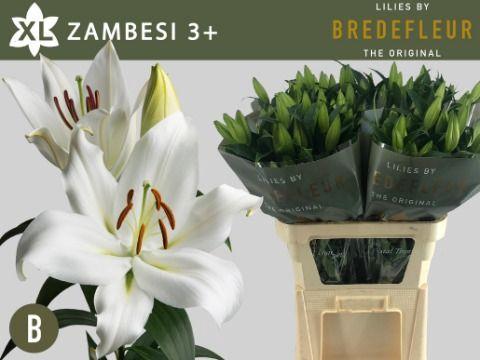 Lilium Oriental x Trumpet Grp 'Zambesi'