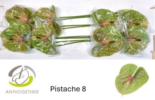 Anthurium Andreanum Grp Pistache