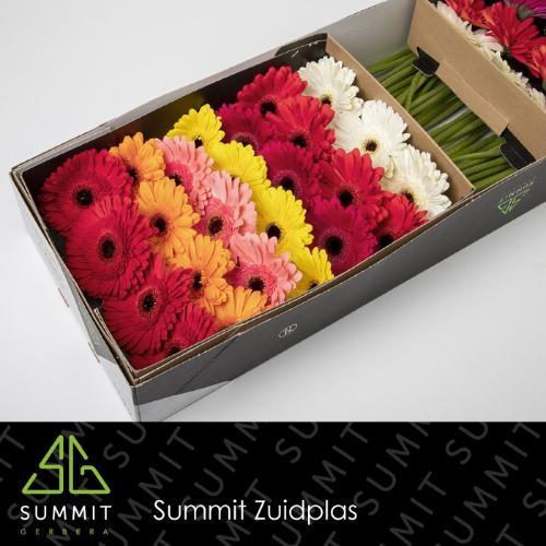 Gerbera grootbloemig gemengd 2 kleuren per doos