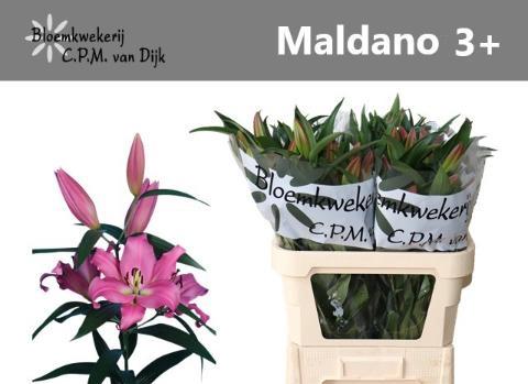 Lilium Oriental x Trumpet Grp 'Maldano'