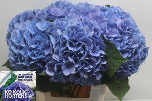 Hydrangea macrophylla 'Hilde Moorhof'
