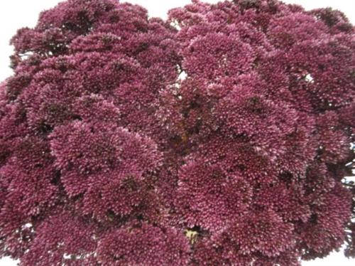 Sedum spectabile kleurbehandeld H%