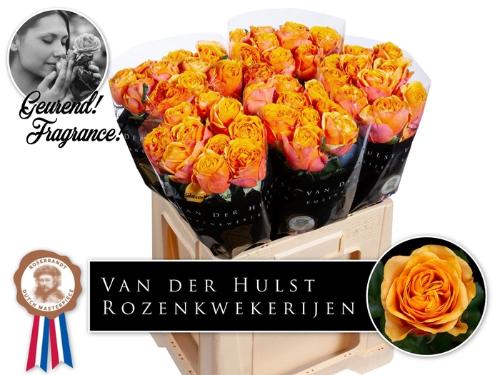Rosa grootbloemig Liana Orange+