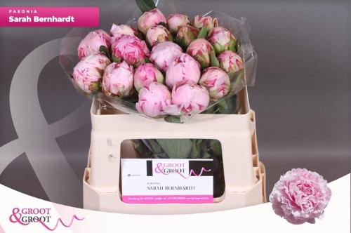 Paeonia Lactiflora Grp 'Sarah Bernhardt'