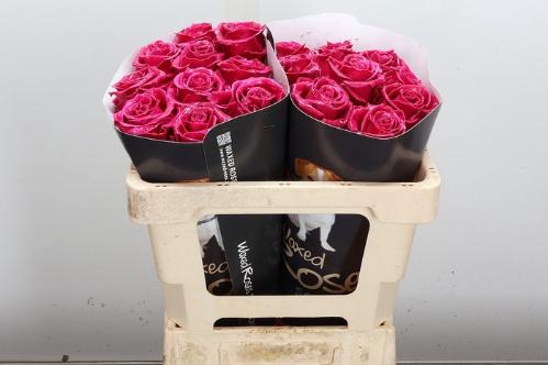 Rosa grootbloemig gewaxt H%