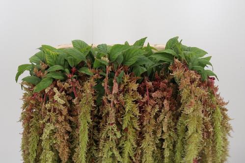 Amaranthus caudatus 'Magic Spider'