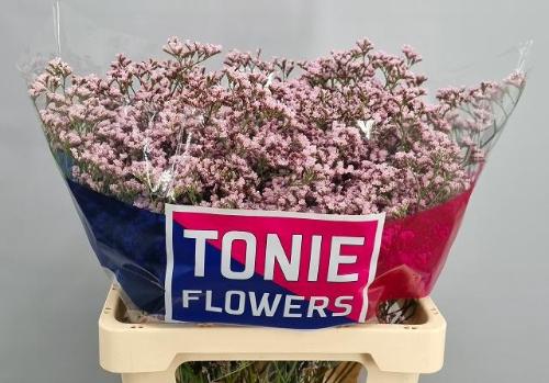 Limonium 'Tall Pink Emille'