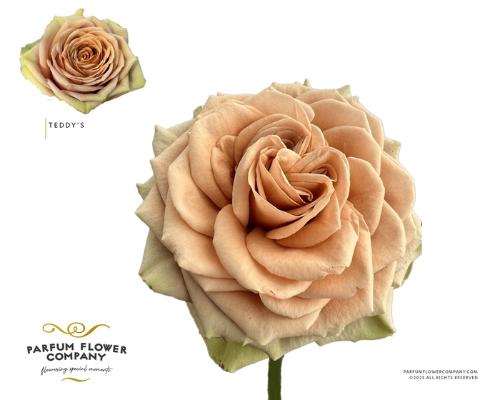 Rosa grootbloemig Teddy's