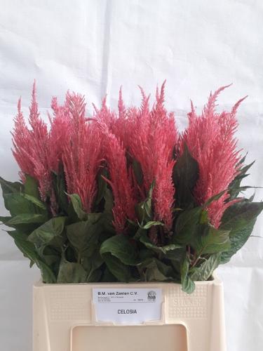 Celosia Plumosa Grp 'Royal Pink'