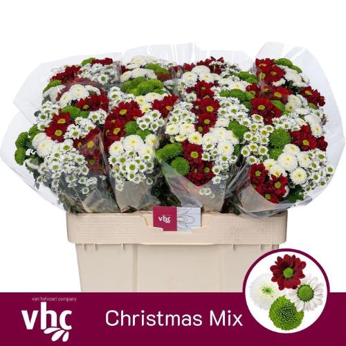 Chrysanthemum Indicum Grp tros santini gemengd