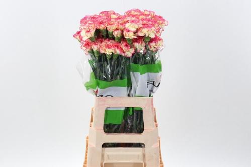 Dianthus standaard overig