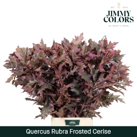 Quercus rubra kleurbehandeld H%