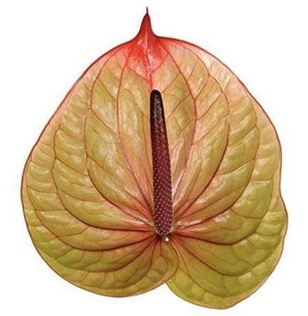 Anthurium (Andreanum Grp) Tequila
