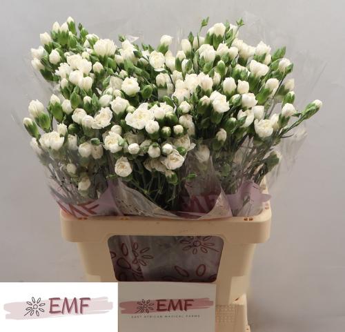 Dianthus tros Artic