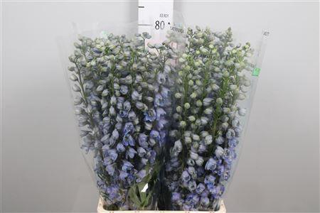 Delphinium Elatum Grp dubbelbloemig 'Guardian Lavender'