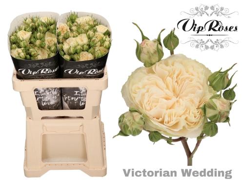 Rosa tros Victorian Wedding+