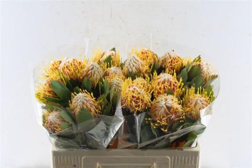 Leucospermum nutans 'Veldfire'