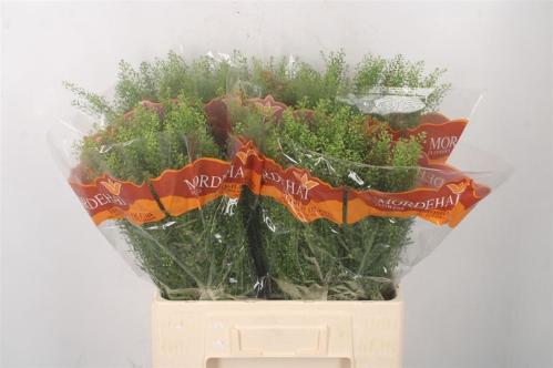 Thlaspi Green Bell